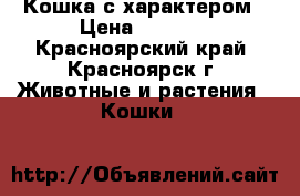 Кошка с характером › Цена ­ 2 700 - Красноярский край, Красноярск г. Животные и растения » Кошки   